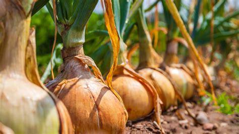 Ilustrácia cibule odrody Rosanna