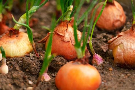 Náčrt správneho postupu sadenia cibule