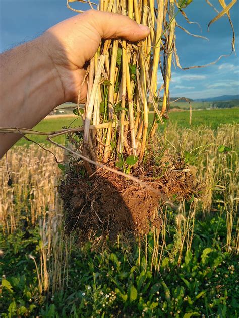 Ilustrácia udržateľného poľnohospodárstva