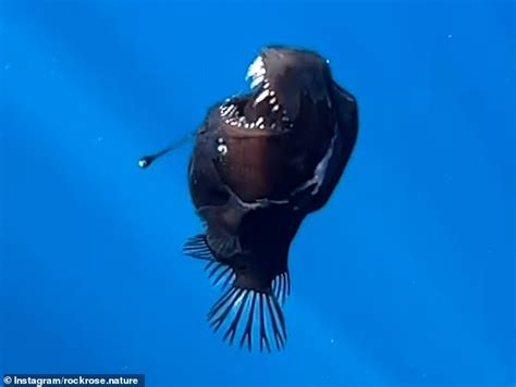 Hlbokomorská ryba s bioluminiscenčným orgánom