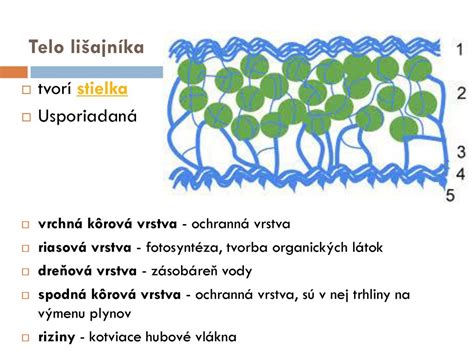 Schematické znázornenie zloženia lišajníka islandského