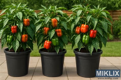 Ovocie pestované v nádobách