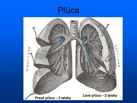Ilustrácia ľudských pľúc a priedušiek