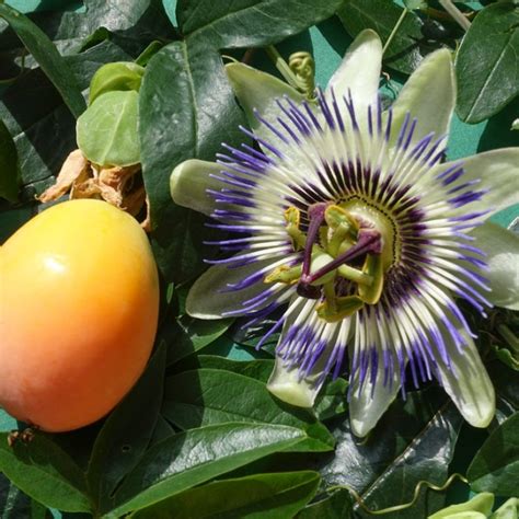 Mučenka belasá (Passiflora caerulea)