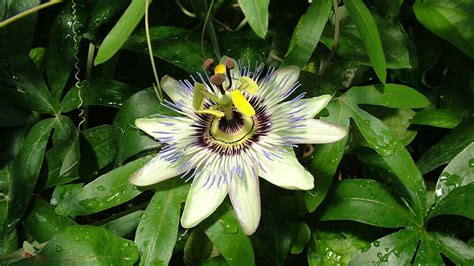 Symbolika kvetu mučenky