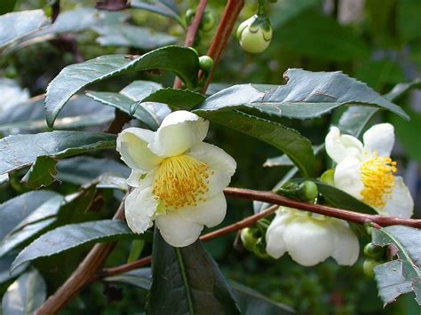 Čajovník čínsky (Camellia sinensis)