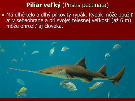 Piliar veľký s charakteristickým pílkovitým rypákom