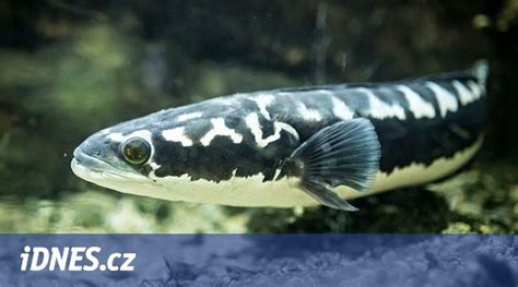 Hadohlavec pripravený na útok