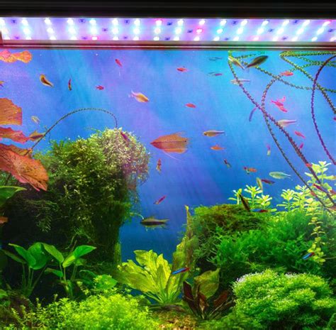 Akvárium s rôznymi druhmi rýb vrátane hadohlava