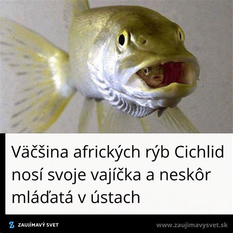 Vajíčka hadohlava v ústach samca