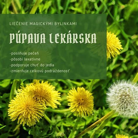 Infografika zobrazujúca liečivé účinky púpavy
