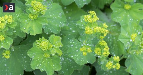 Ilustrácia rastliny alchemilka lekárska