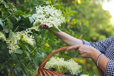 Zber kvetov bazy čiernej