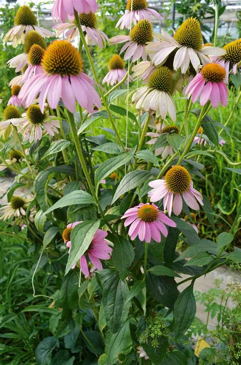 Ilustrácia rastliny echinacea
