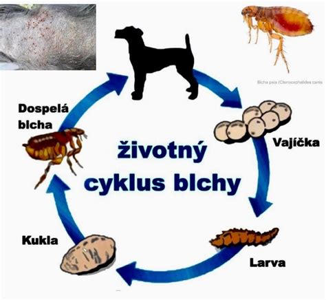 Mapa rozšírenia vnútorných a vonkajších parazitov u mačiek