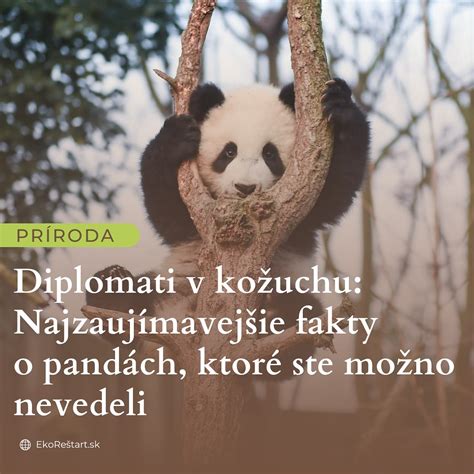 Ilustrácia pandy v nebezpečenstve