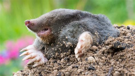 Obrázok potravinového mole