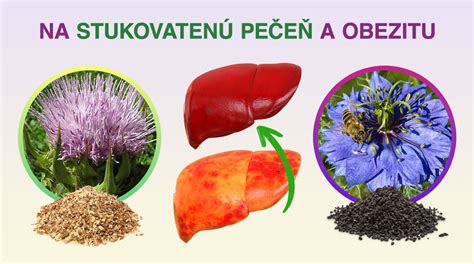 Schéma pôsobenia silymarínu na pečeň