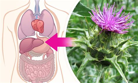 Infografika porovnávajúca účinky pestreca mariánskeho a artičoky na pečeň