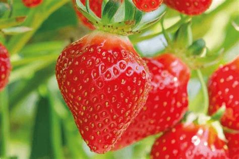 Ilustračná fotka jahôd