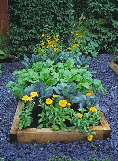 Záhon s čerstvo zasiatou listovou zeleninou