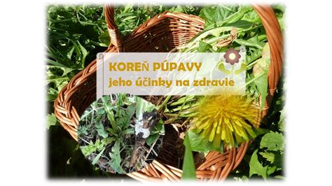 Grafické znázornenie účinkov púpavy na ľudské zdravie