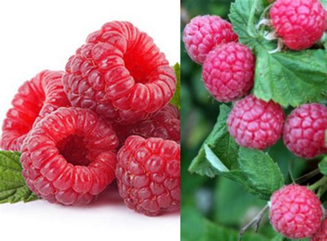 Maliny ako zdroj vlákniny a antioxidantov