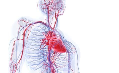 Ilustrácia srdca a ciev ovplyvnených vysokým krvným tlakom