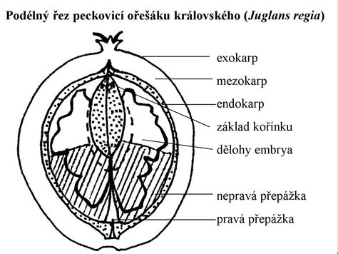 Štruktúra plodu ačokče
