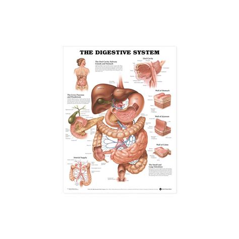 Grafické znázornenie vplyvu stresu na tráviaci systém