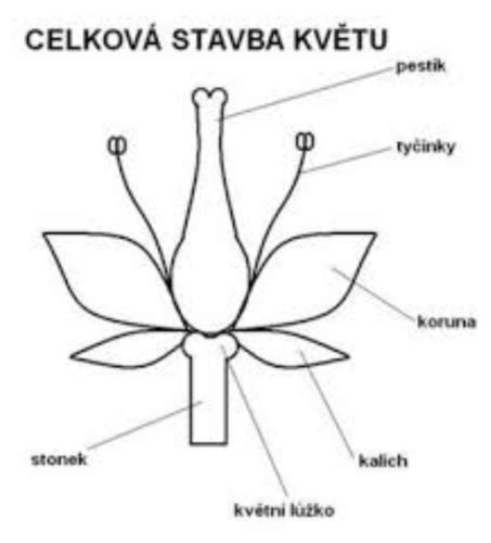 Schematický nákres kvetu ružovitých