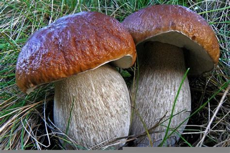 Rozdiel medzi bielou, mliečnou a horkou čokoládou