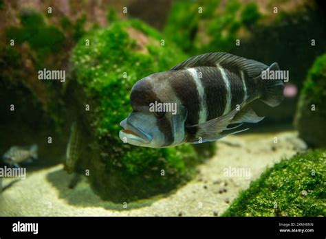 Cyphotilapia frontosa v akváriu