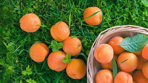 Ovocné plody rôznych farieb