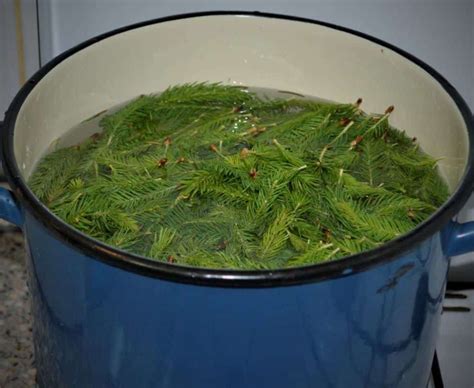 Ilustrácia smrekových výhonkov