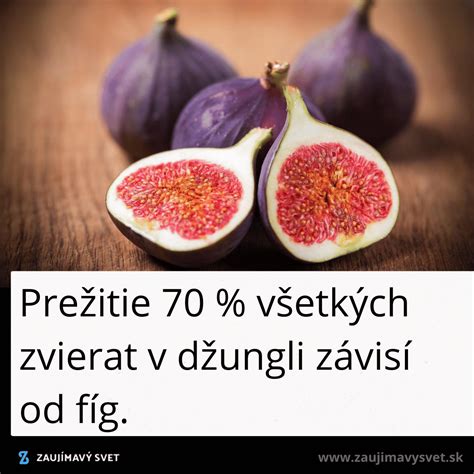 Ilustrácia rôznych druhov fíg