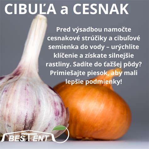 Cesnakové hlavy a strúčiky