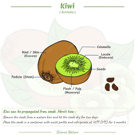 Schéma vrstvenia šumienkového kiwi koláča