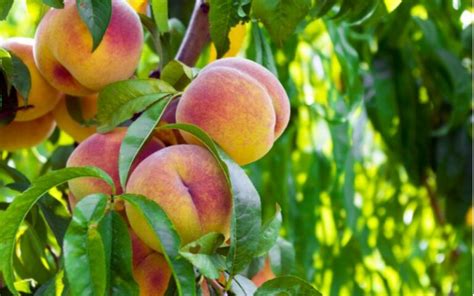 Zrelé broskyne na strome