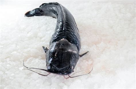 Sumček africký v akváriu