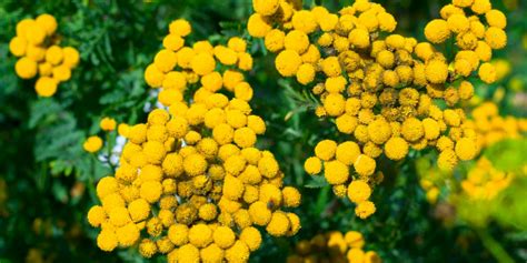 Rastliny odpudzujúce hmyz