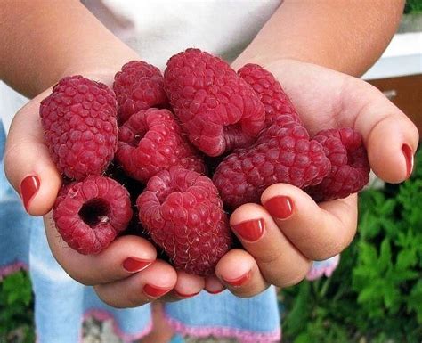 Zrelé maliny v košíku