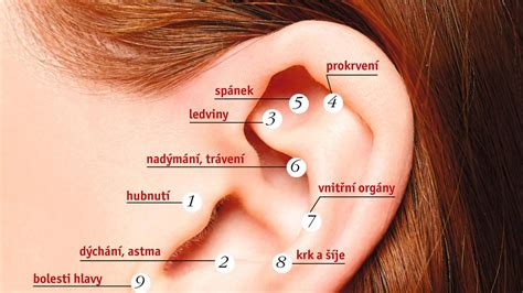 Ilustrácia ucha a jeho častí